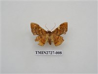 藏品(尺蛾282)的圖片